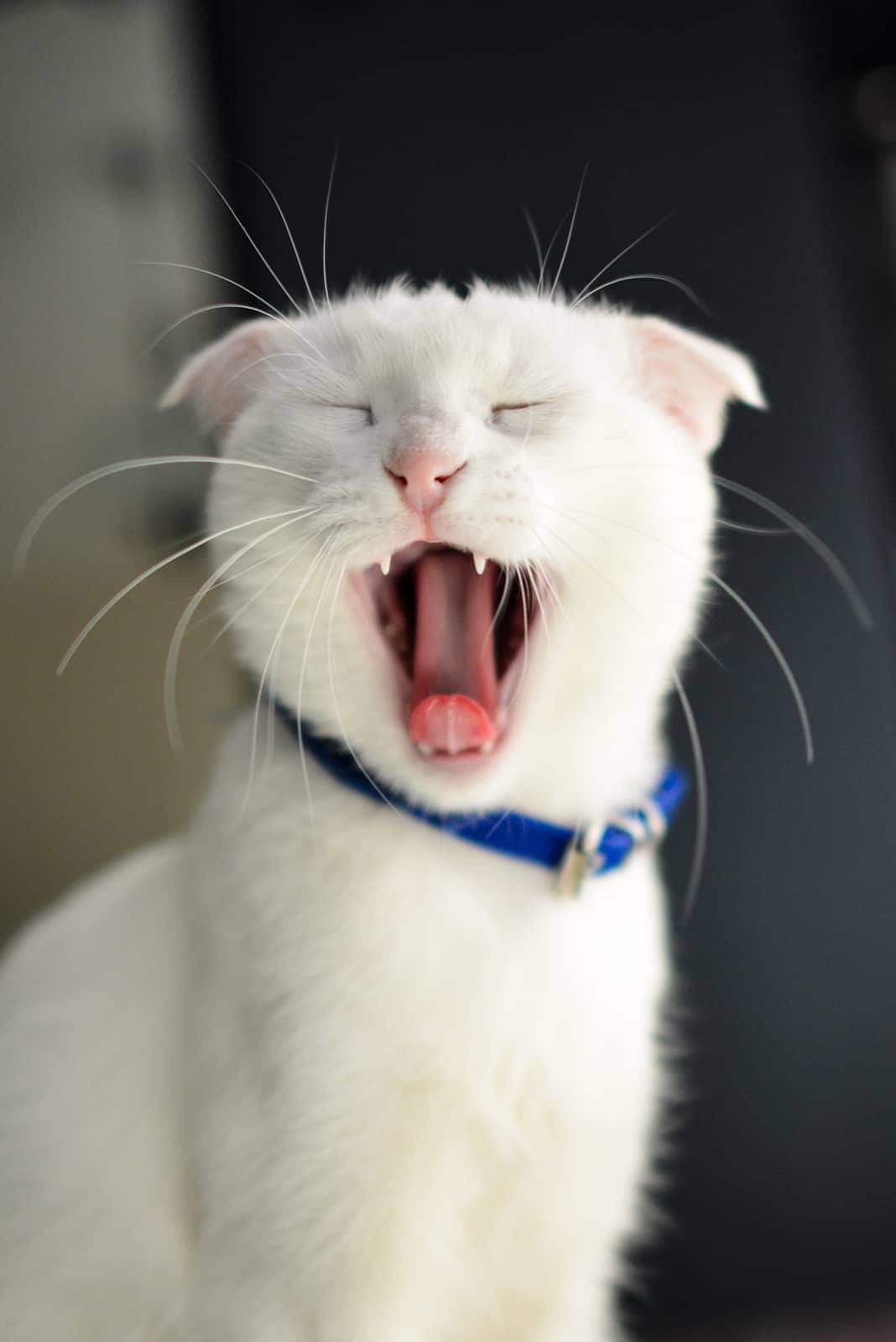 gato-anaranjado-en-su-arenero-SW Gato anaranjado sentado en su arenero y mirando a la cámara.