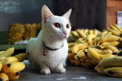 gato blanco rodeado de plátanos