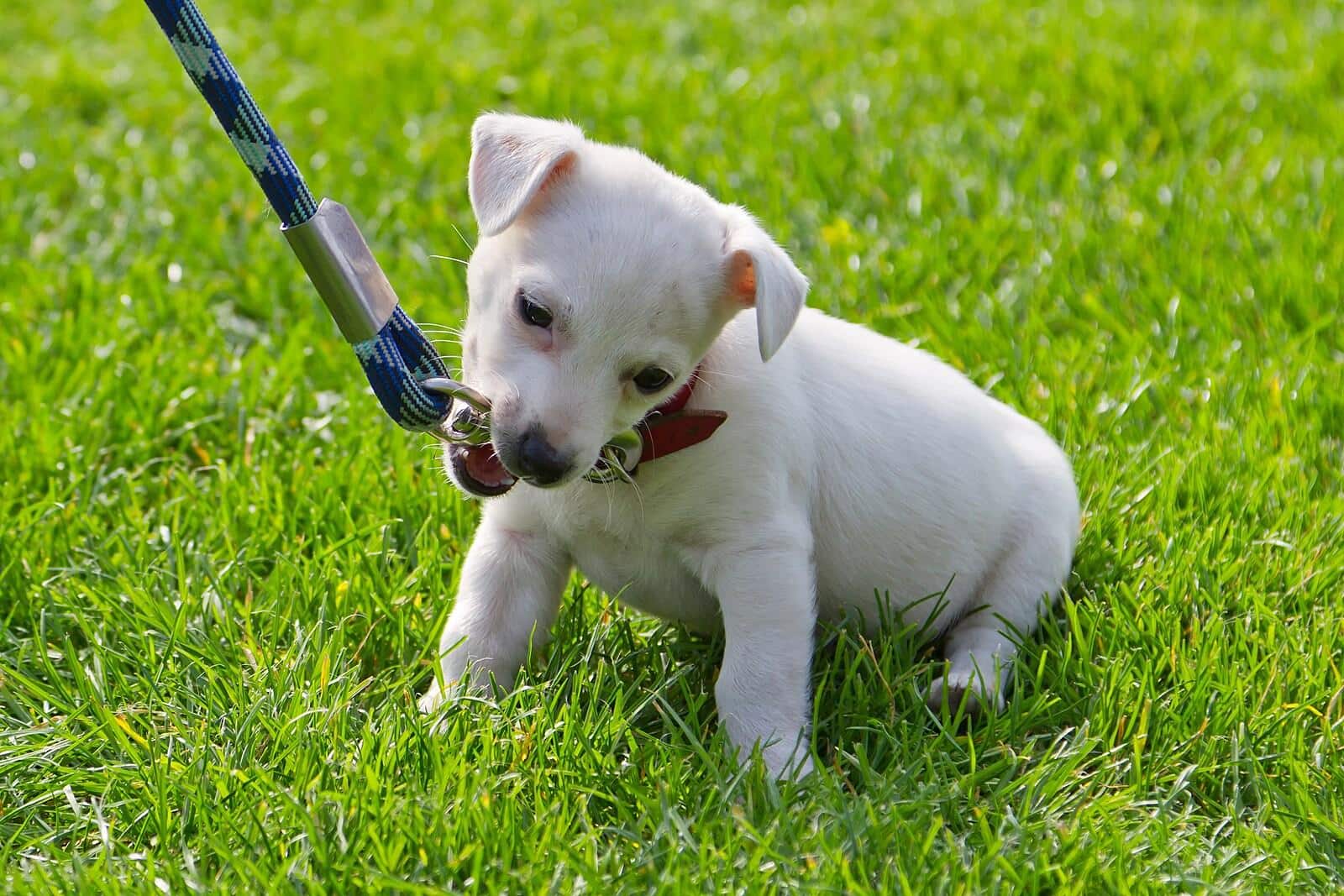 Un pequeño cachorro blanco muerde la correa sentado sobre la hierba.