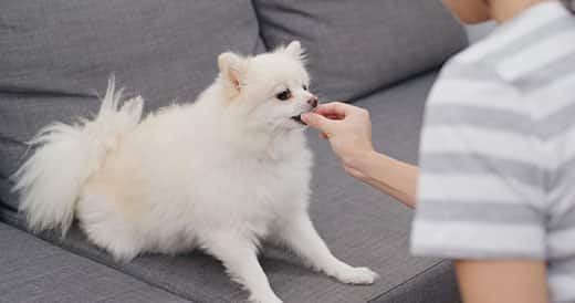 Mujer dando de comer a un pomerania rubio sentado en un sofá de tejido gris.