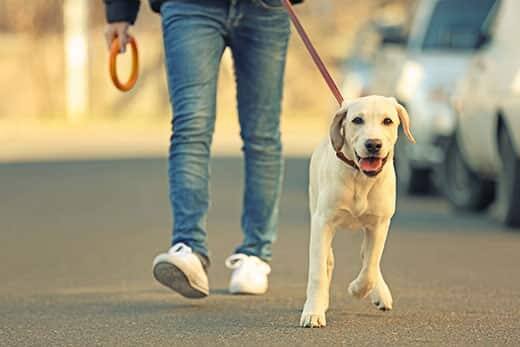 Propietario y labrador paseando por la ciudad con el fondo desenfocado