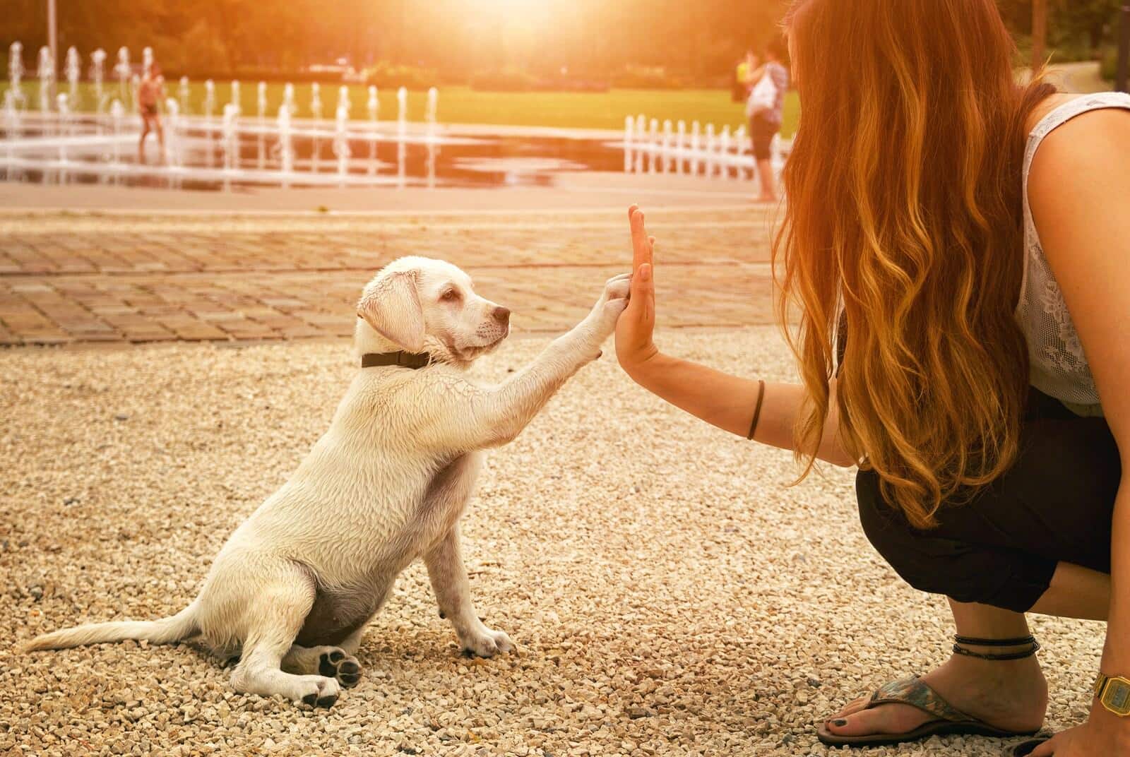 Cachorro de laboratorio amarillo y mujer chocando los cinco en el parque al atardecer.