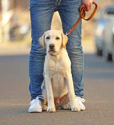 Cachorro de labrador amarillo sentado a los pies de su propietario con una correa