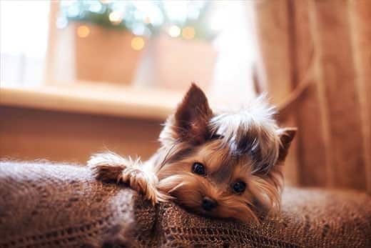 Un Yorkshire terrier tumbado en un sofá sobre una manta de ganchillo marrón.