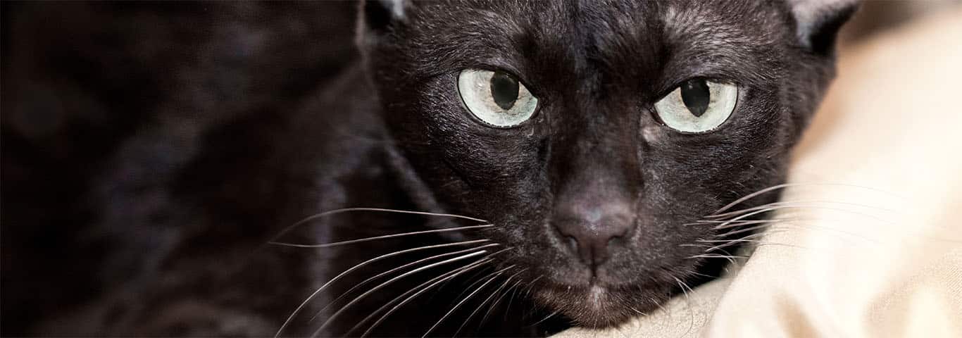Fotografía de un gato marrón de La Habana