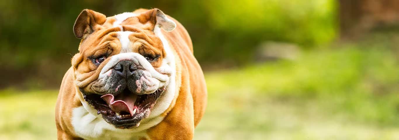 Fotografía de un perro bulldog inglés