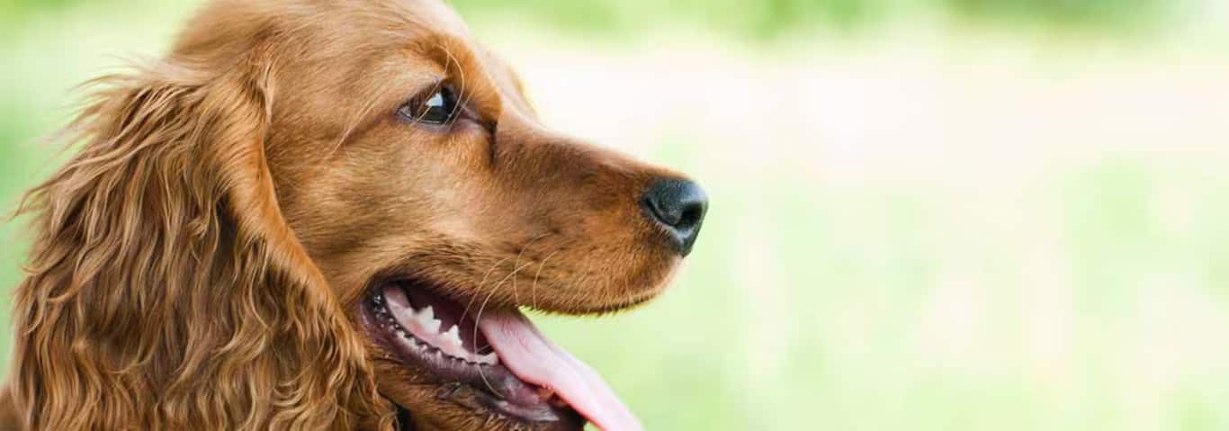 Fotografía de un perro Cocker Spaniel Inglés