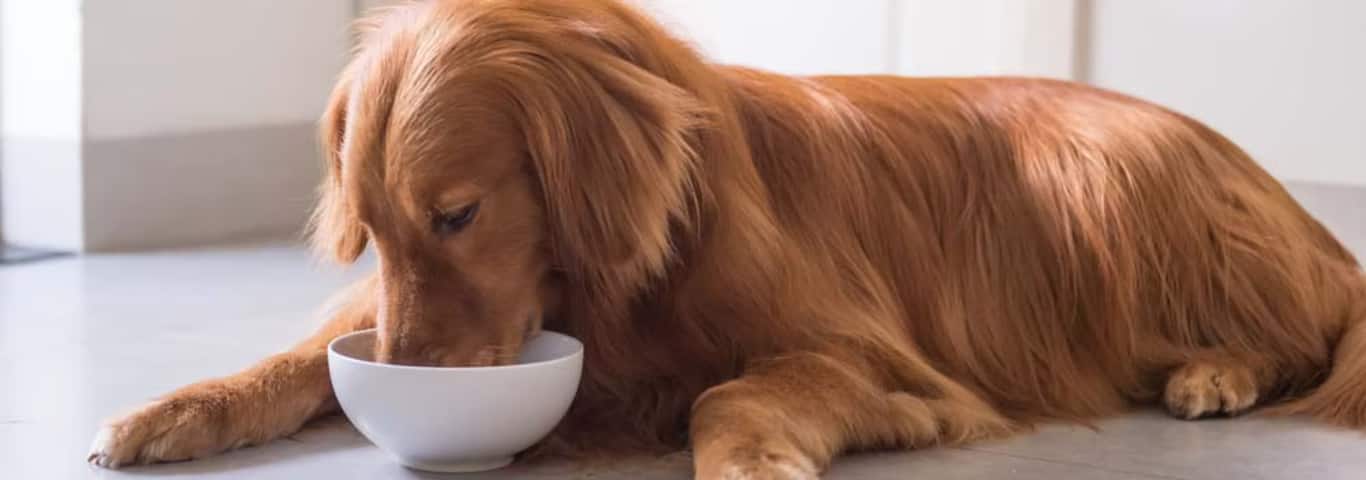 Foto de un perro Golden Retriever