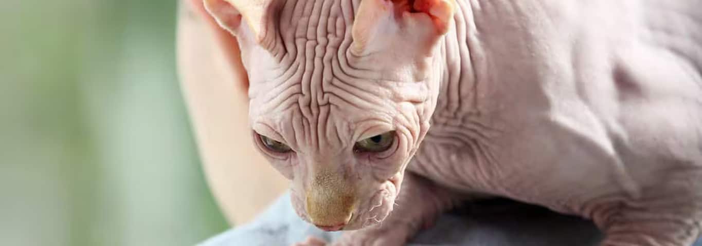 Fotografía de un gato Sphynx