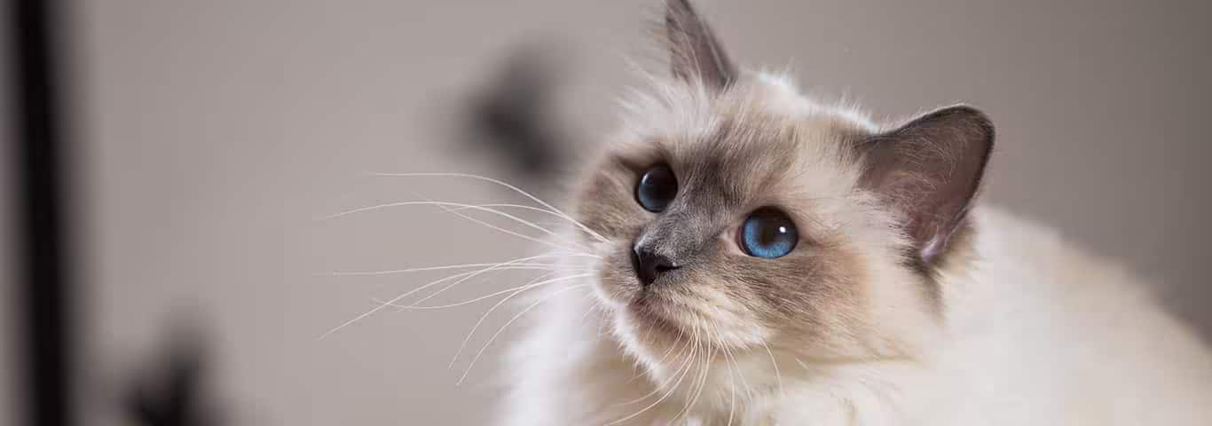 Fotografía de un gato birmano