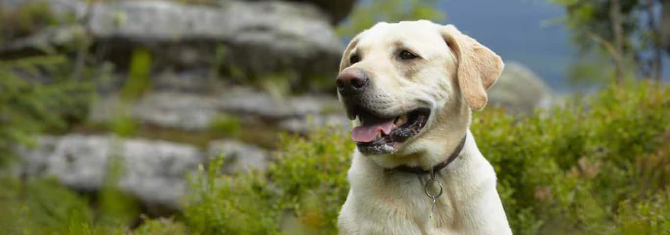 Fotografía de un perro labrador retriever