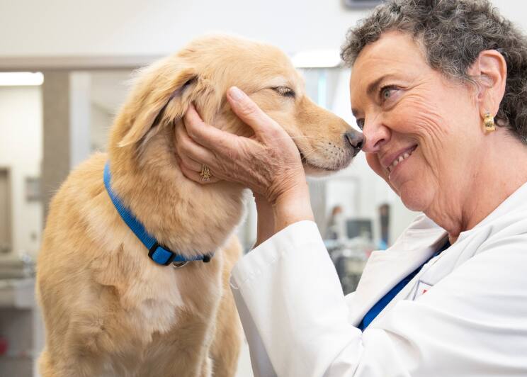 veterinaria sujetando a un perro