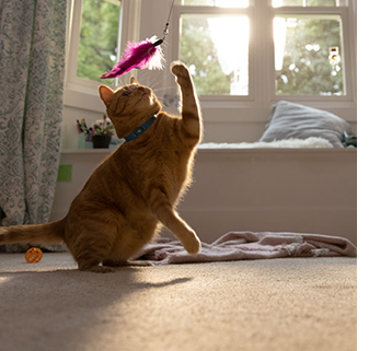 gato jugando con un juguete