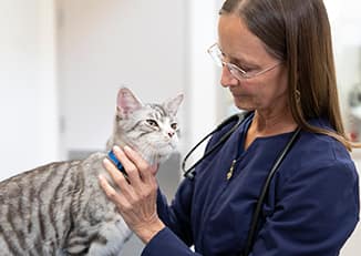 veterinaria sujetando a un gato