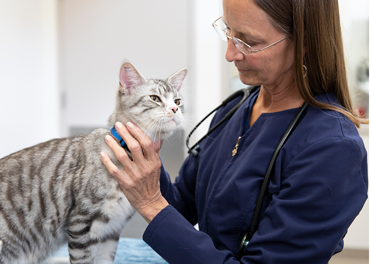 veterinaria sujetando a un gato