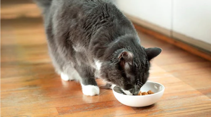 Gato comiendo de un cuenco en un suelo de madera