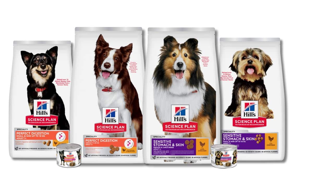 Alimentos para la salud digestiva de los perros