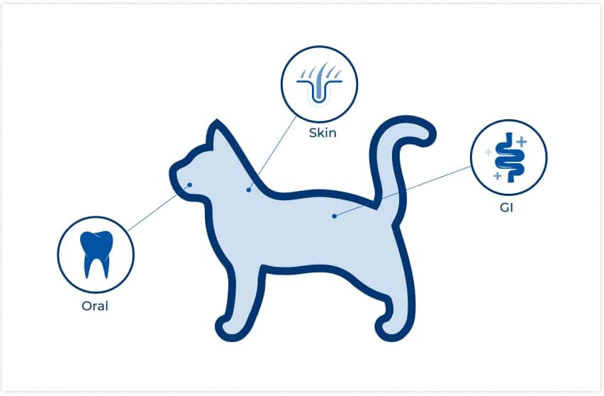 localización del microbioma del gato