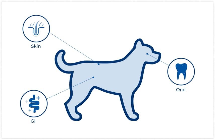 localización del microbioma del perro