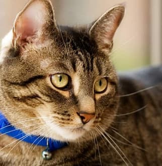 Gato