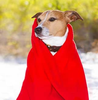 Perro