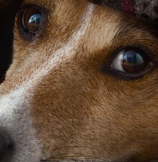 Perro