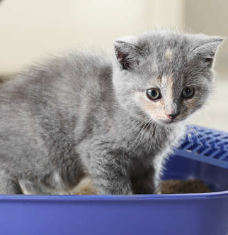 Gato