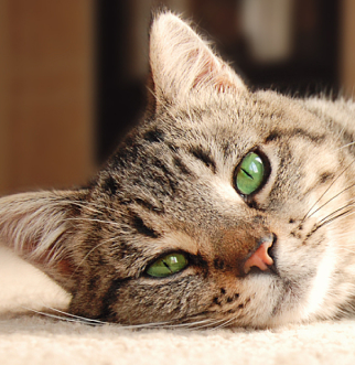 Gato