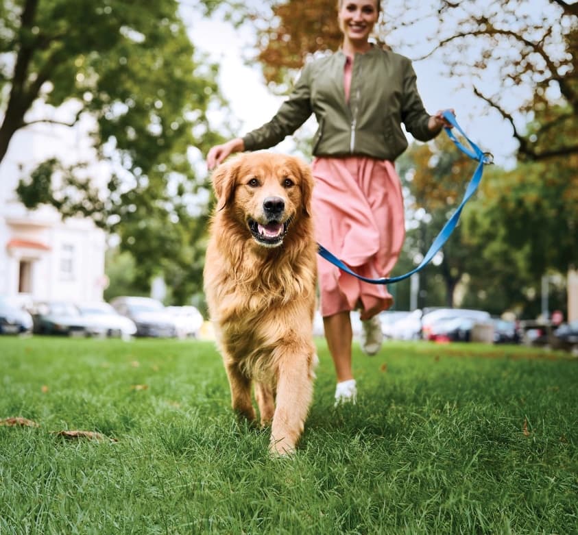 A dog being walked in the park