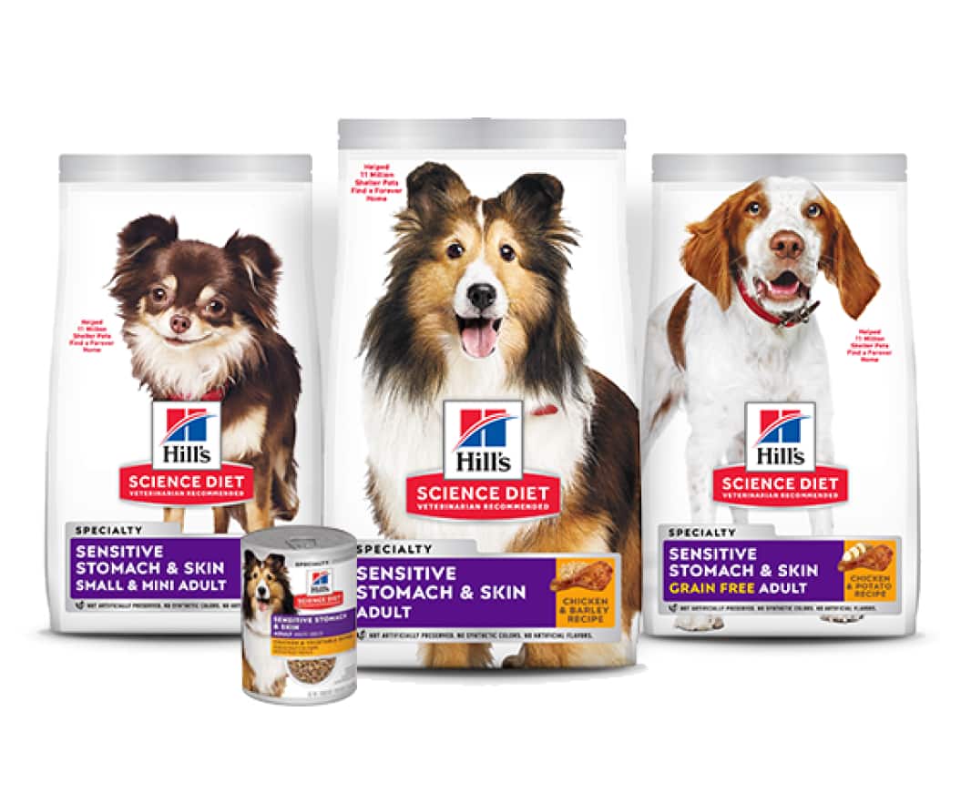  Alimentos para la salud digestiva de los perros