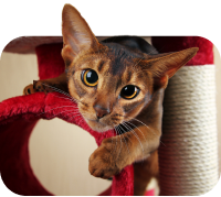 Una imagen de un gato para indicar gato como el tipo de mascota que tiene.