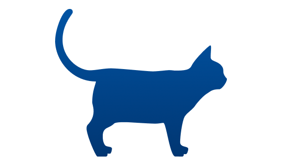 gato rollizo