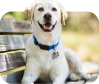 Una imagen de un perro para indicar perro como el tipo de mascota que tiene.