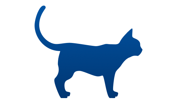 gato con sobrepeso