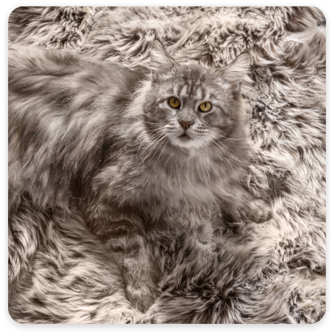 Un gato gris en una alfombra de un color gris similar al suyo