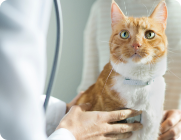 Un veterinario examinando a un gato marrón