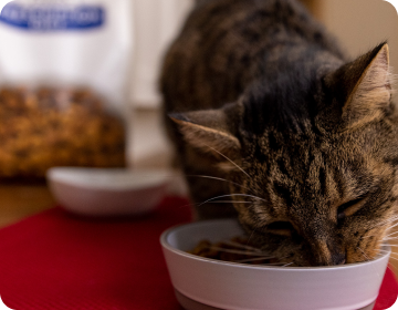 Un gato pequeño comiendo de un cuenco