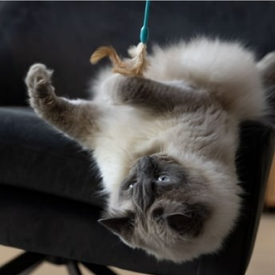 Gato gris jugando con un juguete en el sofá