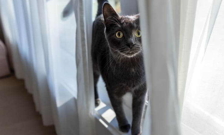 Gato negro al lado de una cortina blanca