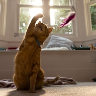 Un gato intentando atrapar un juguete que cuelga